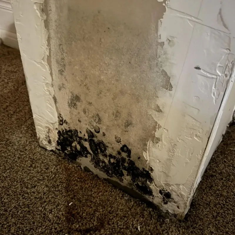 Professional Mold Removal in Oak Point, TX